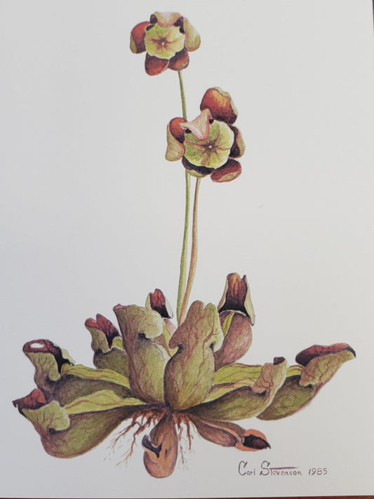 Pitcher Plant Notecards